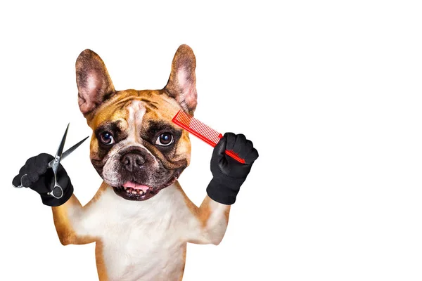 Engraçado cão gengibre francês bulldog barbeiro groomer segurar tesoura e pente vermelho. Homem isolado sobre fundo branco — Fotografia de Stock