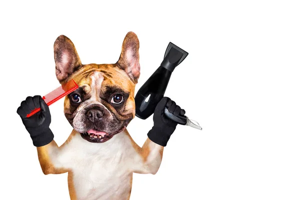 Engraçado cão gengibre francês bulldog barbeiro groomer segurar secador de cabelo e pente. Homem isolado sobre fundo branco — Fotografia de Stock