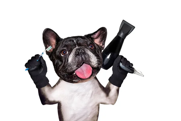 funny dog black barber groomer french bulldog hold toothbrush and hair dryer. Man isolated on white background