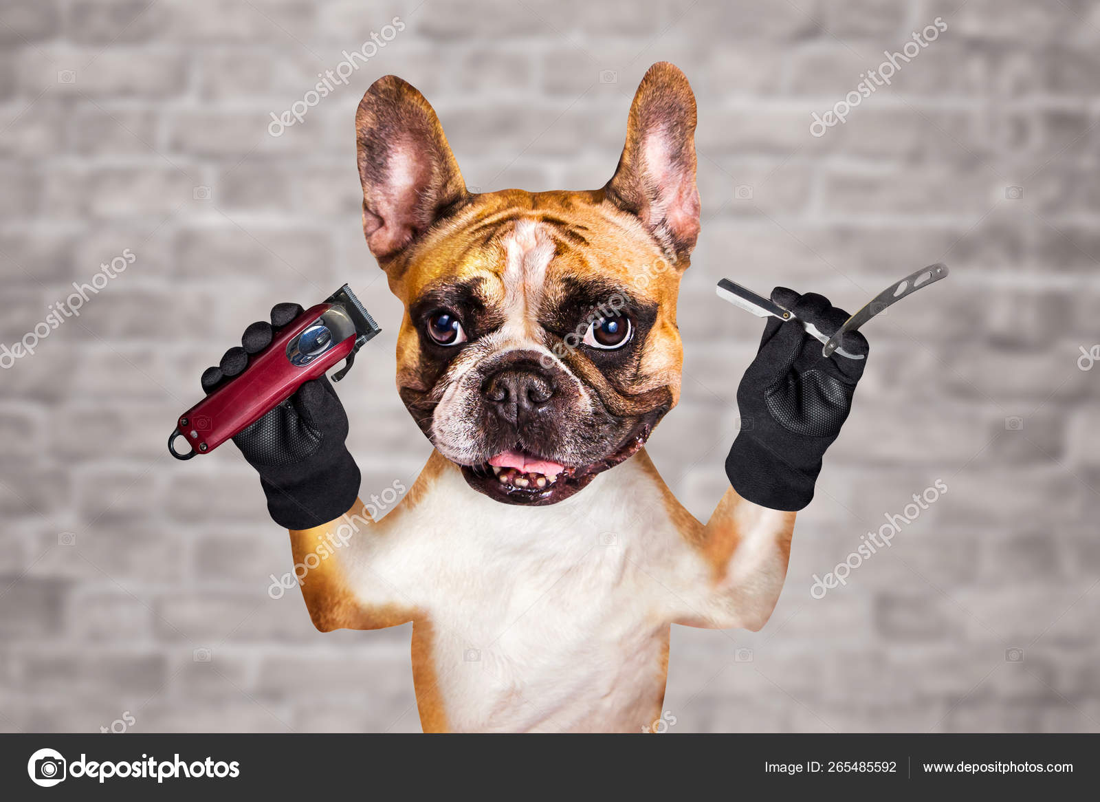 Perro Divertido Jengibre Frances Bulldog Barber Novio Sostiene