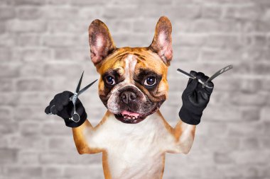 komik köpek zencefil fransız bulldog berber damat makas ve düz jilet tutun. Beyaz tuğla duvar arka plan üzerinde Adam