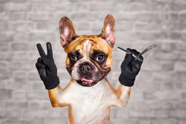 komik köpek zencefil fransız bulldog berber düz bir jilet tutun. Beyaz tuğla duvar arka plan üzerinde Adam