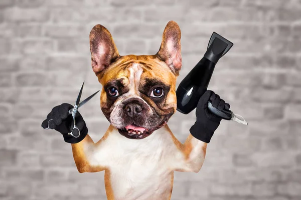 funny dog ginger french bulldog barber groomer hold hair dryer and scissors. Man on white brick wall background