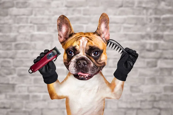 funny dog ginger french bulldog barber groomer hold clipper and comb. Man on white brick wall background