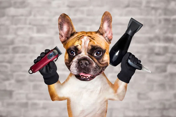 funny dog ginger french bulldog barber groomer hold clipper and hair dryer. Man on white brick wall background