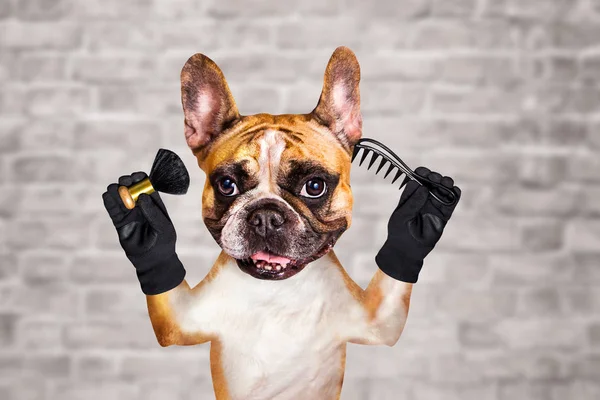 funny dog ginger french bulldog barber groomer hold brush and comb. Man on white brick wall background