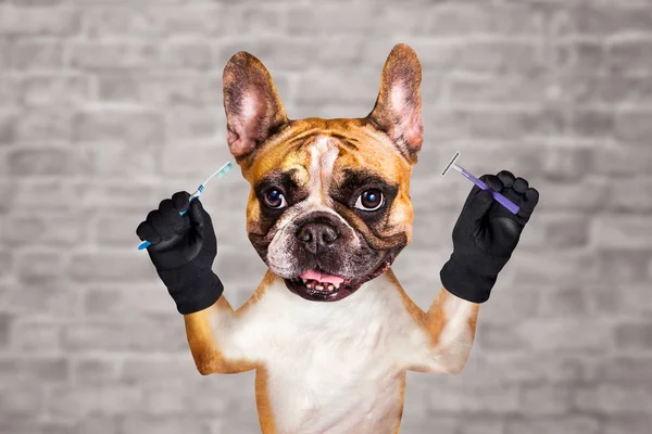 funny dog ginger french bulldog groomer hold brush and razor in morning to wash and brush your teeth. Man on white brick wall background