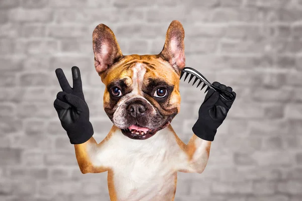 Engraçado cão gengibre francês bulldog barbeiro groomer segurar escova de cabelo. Homem no fundo da parede de tijolo branco — Fotografia de Stock