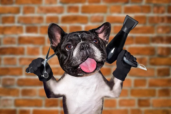 funny dog black barber groomer french bulldog hold scissors and hair dryer. Man on brick wall background