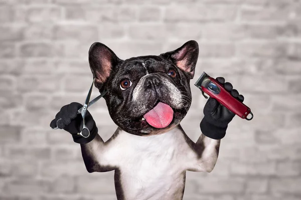 funny dog black barber groomer french bulldog hold clipper and scissors. Man on white brick wall background