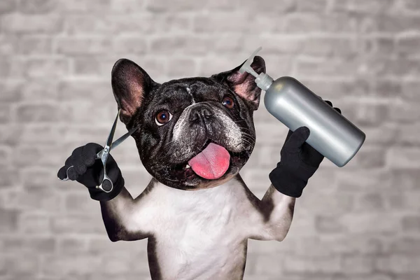 funny dog black barber groomer french bulldog hold shampoo and scissors. Man on white brick wall background