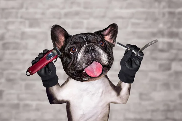 funny dog black barber groomer french bulldog hold straight razor and clipper. Man on white brick wall background