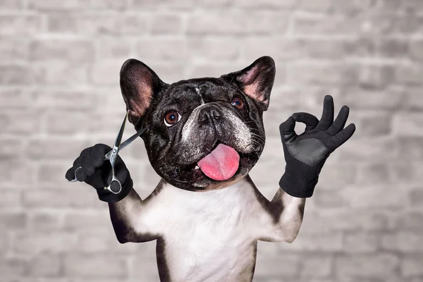funny dog black barber groomer french bulldog hold scissors. Man on white brick wall background