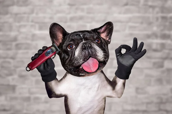 funny dog black barber groomer french bulldog hold clipper. Man on white brick wall background