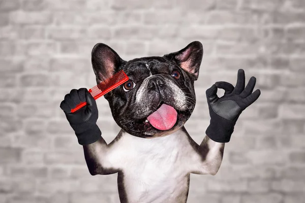 Engraçado cão francês bulldog barbeiro groomer segurar escova de cabelo. Homem no fundo da parede de tijolo branco — Fotografia de Stock