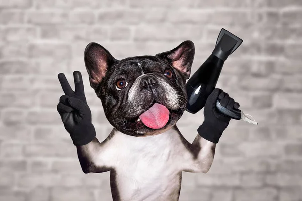 funny dog black barber groomer french bulldog hold hair dryer. Man on white brick wall background