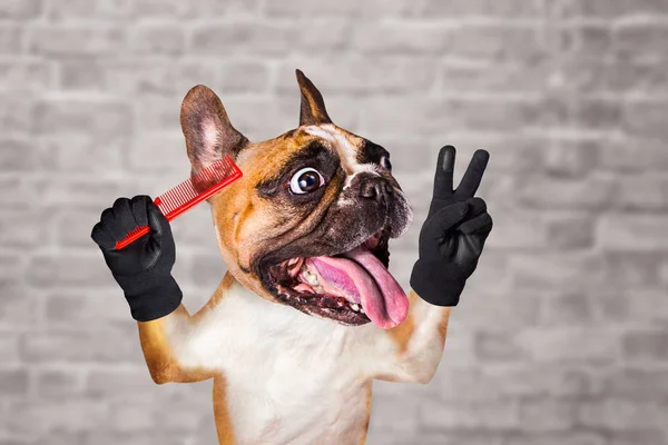 Engraçado cão gengibre francês bulldog barbeiro groomer segurar escova de cabelo. Homem no fundo da parede de tijolo branco — Fotografia de Stock