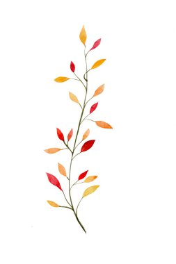 beyaz arka plan üzerinde izole suluboya ile boyanmış yaprakları ile sonbahar sarı dalı