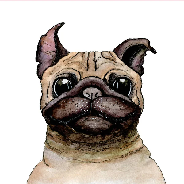 Szkic namalowany w akwareli: Pug Dog na białym białym tle — Zdjęcie stockowe