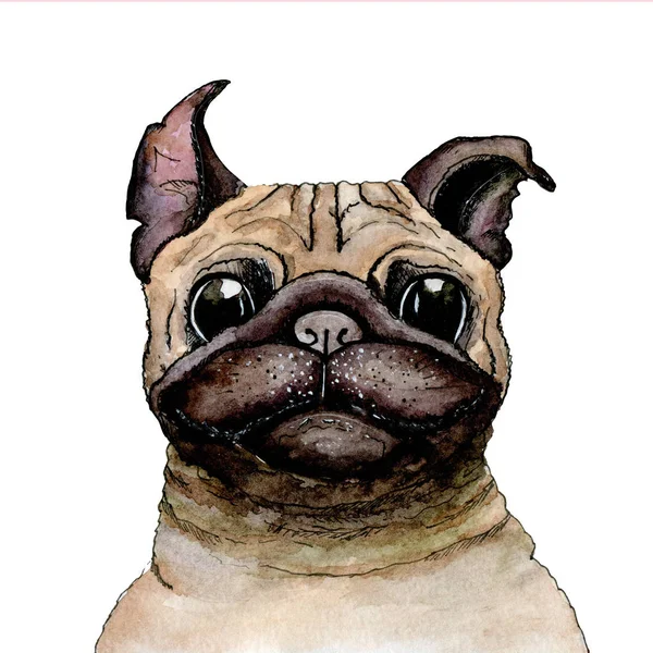 Kroki suluboya boyalı: beyaz izole arka plan üzerinde pug köpek