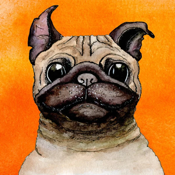 Szkic pomalowany akwarelą: pies Pug na pomarańczowym tle — Zdjęcie stockowe