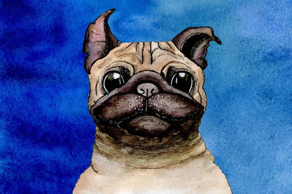 Sketch painted in watercolor: dog bulldog on a blue background