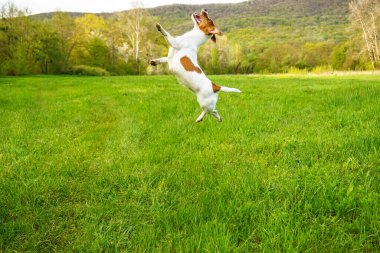 Köpek mutlu koşar russel jack zıpla sevimli teriyer yaz tatminkar köpek yarışı kameraya doğru.