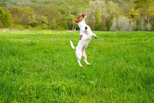 Perro Feliz Carrera Russel Jack Salto Mascota Lindo Terrier Jugar — Foto de Stock