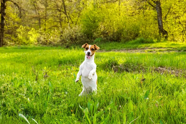 dog happy run russel jack jump pet cute terrier play summer satisfied hound race toward the camera.