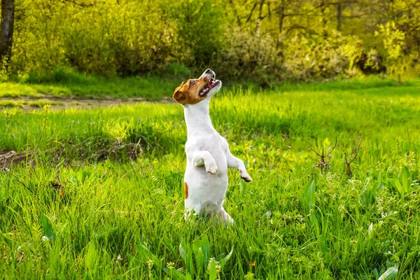 Dog Happy Run Russel Jack Jump Pet Cute Terrier Play — Stock Photo, Image