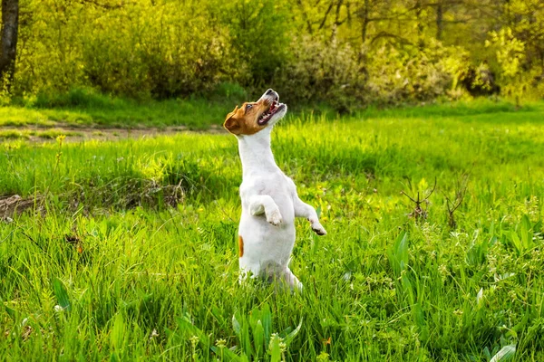 Köpek Mutlu Koşar Russel Jack Zıpla Sevimli Teriyer Yaz Tatminkar — Stok fotoğraf