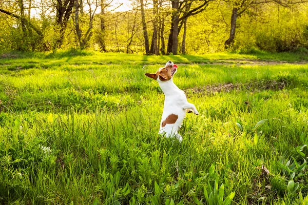 Köpek Mutlu Koşar Russel Jack Zıpla Sevimli Teriyer Yaz Tatminkar — Stok fotoğraf