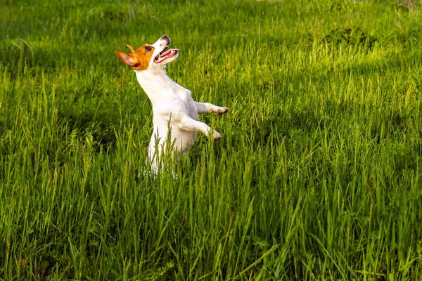 Köpek Mutlu Koşar Russel Jack Zıpla Sevimli Teriyer Yaz Tatminkar — Stok fotoğraf