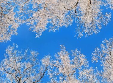 Landscape with birches on a clear winter day. Crown trees. Bottom view. Frozen trees with clear blue sky on the background. Hoarfrost on branches. Panorama of snow crowns of trees against the sky.