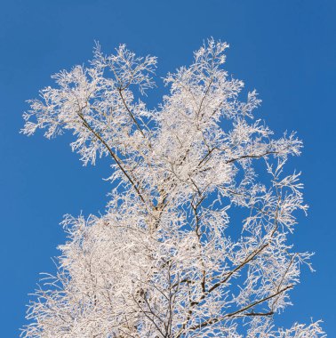 Crowns of tree the covered with snow against clear blue sky, view from below. Frozen trees against the sky. Winter forest landscape on a frosty day. Frozen birch tree in the winter.