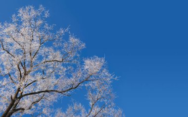 Soğuk ve güneşli bir sabahta parkta güzel bir kar manzarası. Yüksek çözünürlüklü bir panorama ve güzel kar detayları. Buz kaplı dallar ve mavi gökyüzü. Kış masalı.
