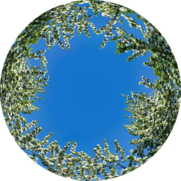 Elma Çiçekleri Mavi Gökyüzü Olan Ağaçlar Elma Ağacının Beyaz Dalları — Stok fotoğraf