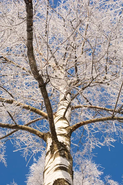 Bevroren Berkenboom Winter Kronen Van Boom Bedekt Met Sneeuw Tegen — Stockfoto