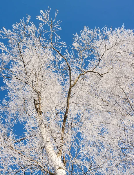 Winter Achtergrond Met Een Besneeuwde Boom Takken Tegen Hemel Russische — Stockfoto