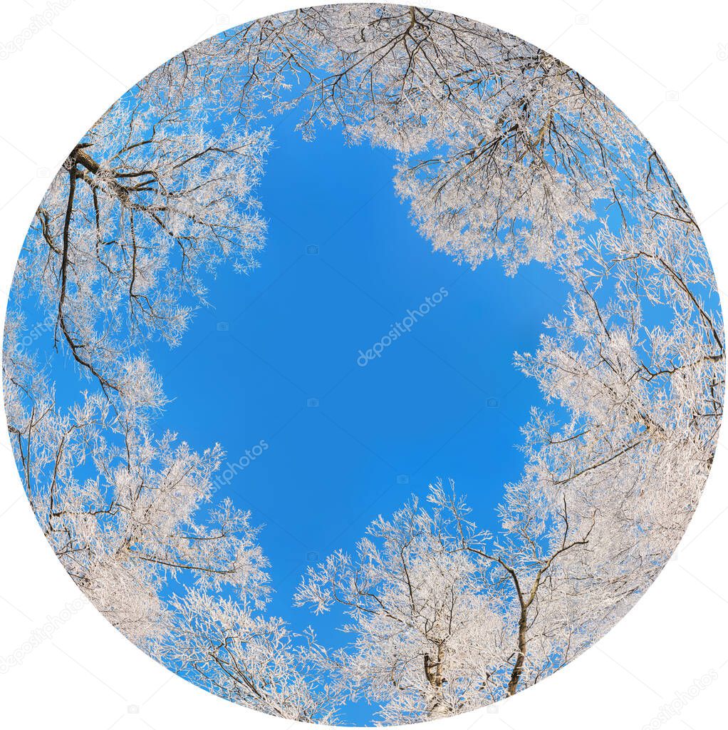 Trees in a frost on a clear winter against of blue sky. Spherical abstract view in white forest with branches. View from below of trees. Winter trees transformation of spherical panorama 360 degrees.