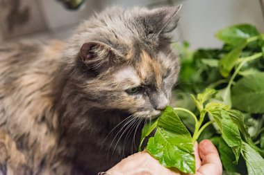 kadın gri kedi bitkiler ile beslenir.