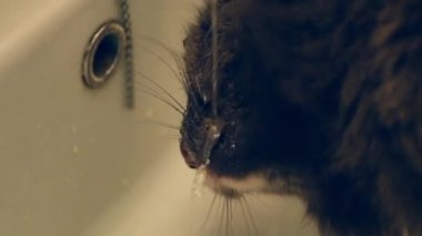 Lavabodan su içen gri kedi