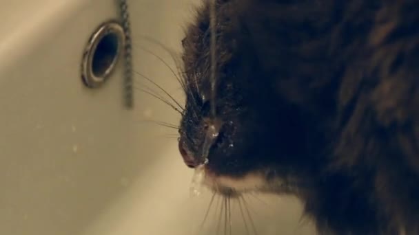 Lavabodan su içen gri kedi