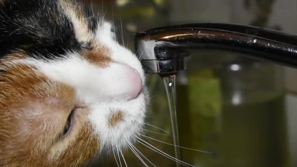 Slow Motion Video Multicolored Cat Drinking Water Washbasin — Stock Video