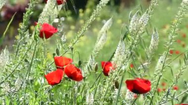 bahçe bahar zaman çiçeği haşhaş grubu