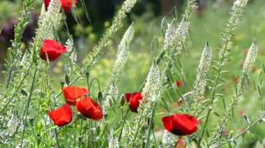 bahçe bahar zaman çiçeği haşhaş grubu