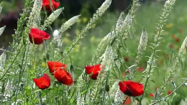 Group Poppies Garden Spring Time Blossom — Stock Video