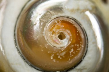 deniz kabuğu yakın fotoğraf