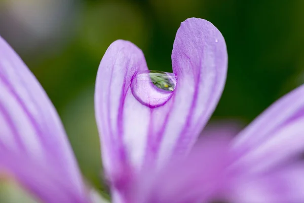 Beautiful lilac flower — Stock Photo, Image