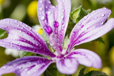 güzel leylak çiçek Malva sylvestris